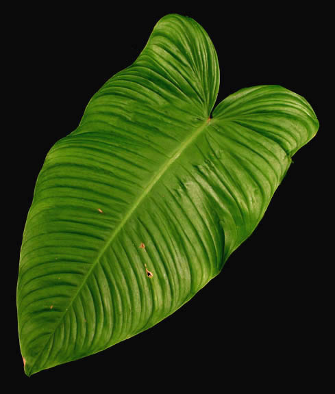 Philodendron tenue